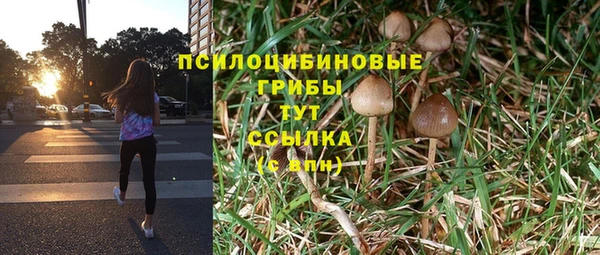 прущие грибы Абинск